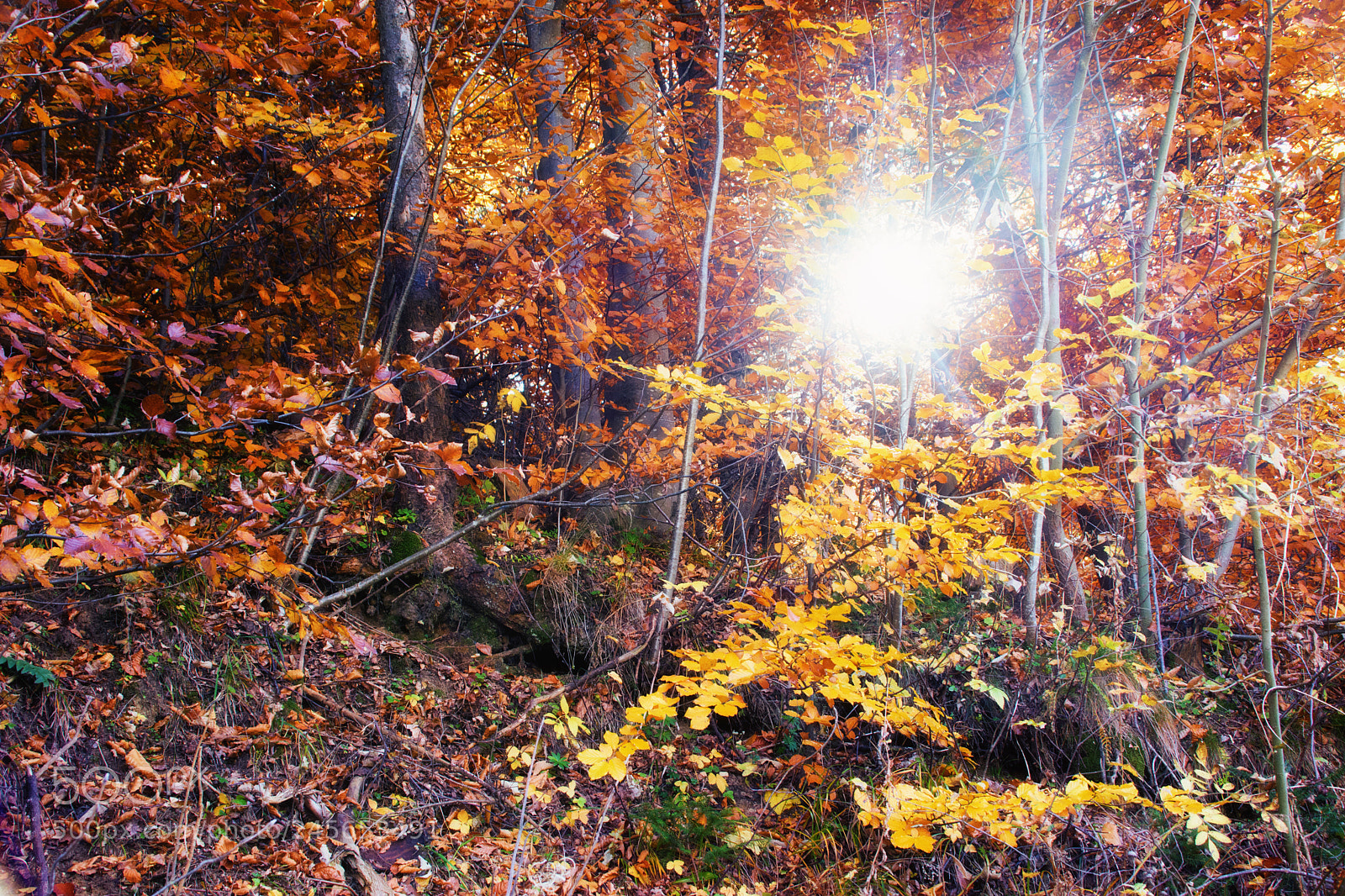 Nikon D7200 sample photo. Autumn anthem photography