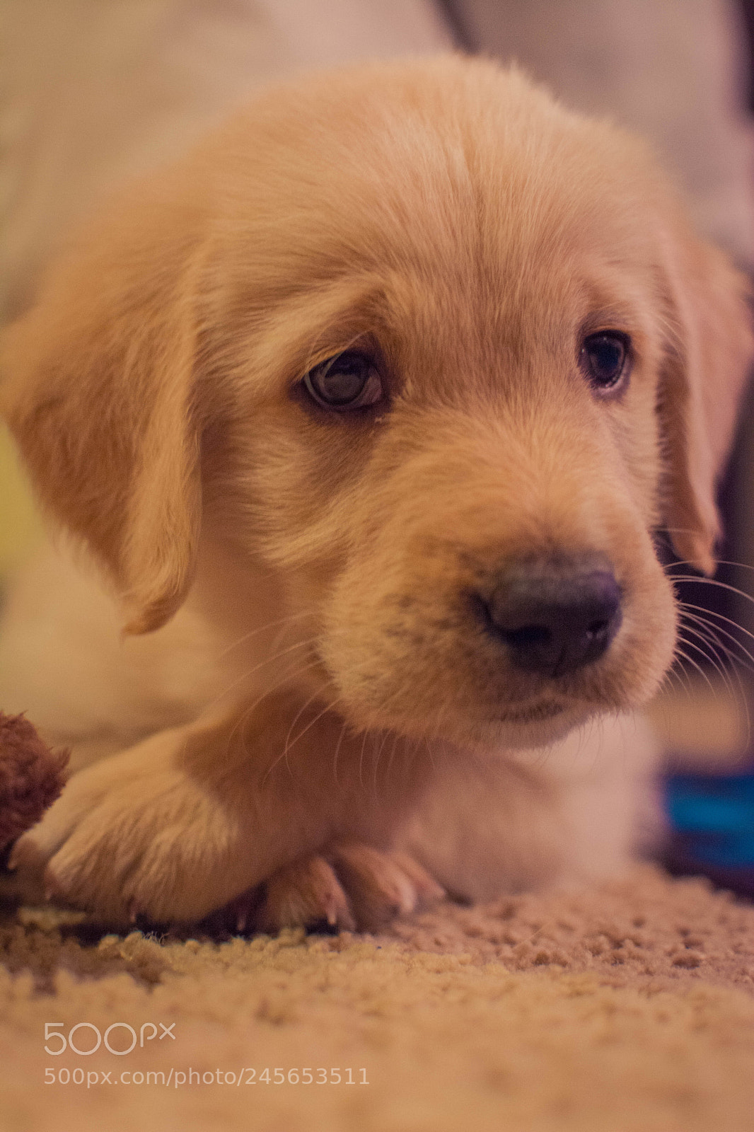 Nikon D5200 sample photo. Zeb photography
