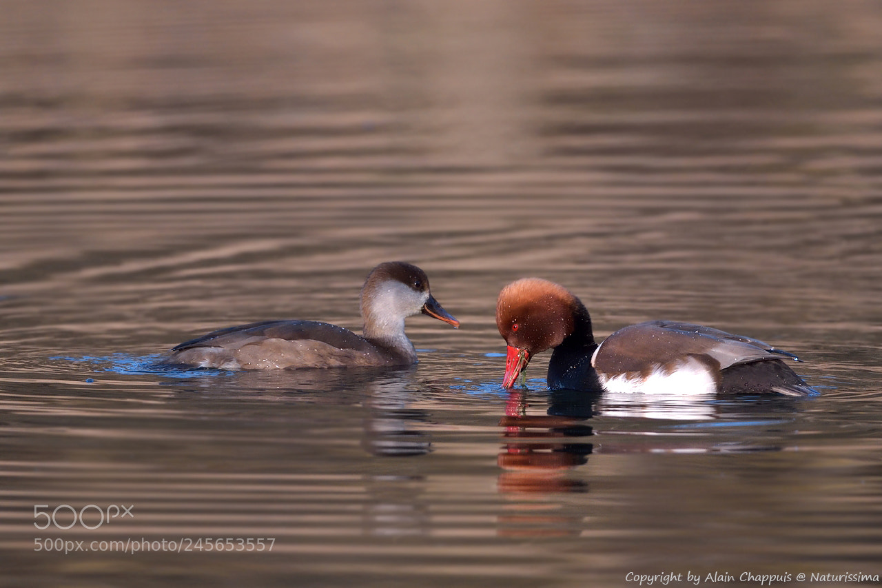 Nikon D4S sample photo. Nette rousse - red-crested photography