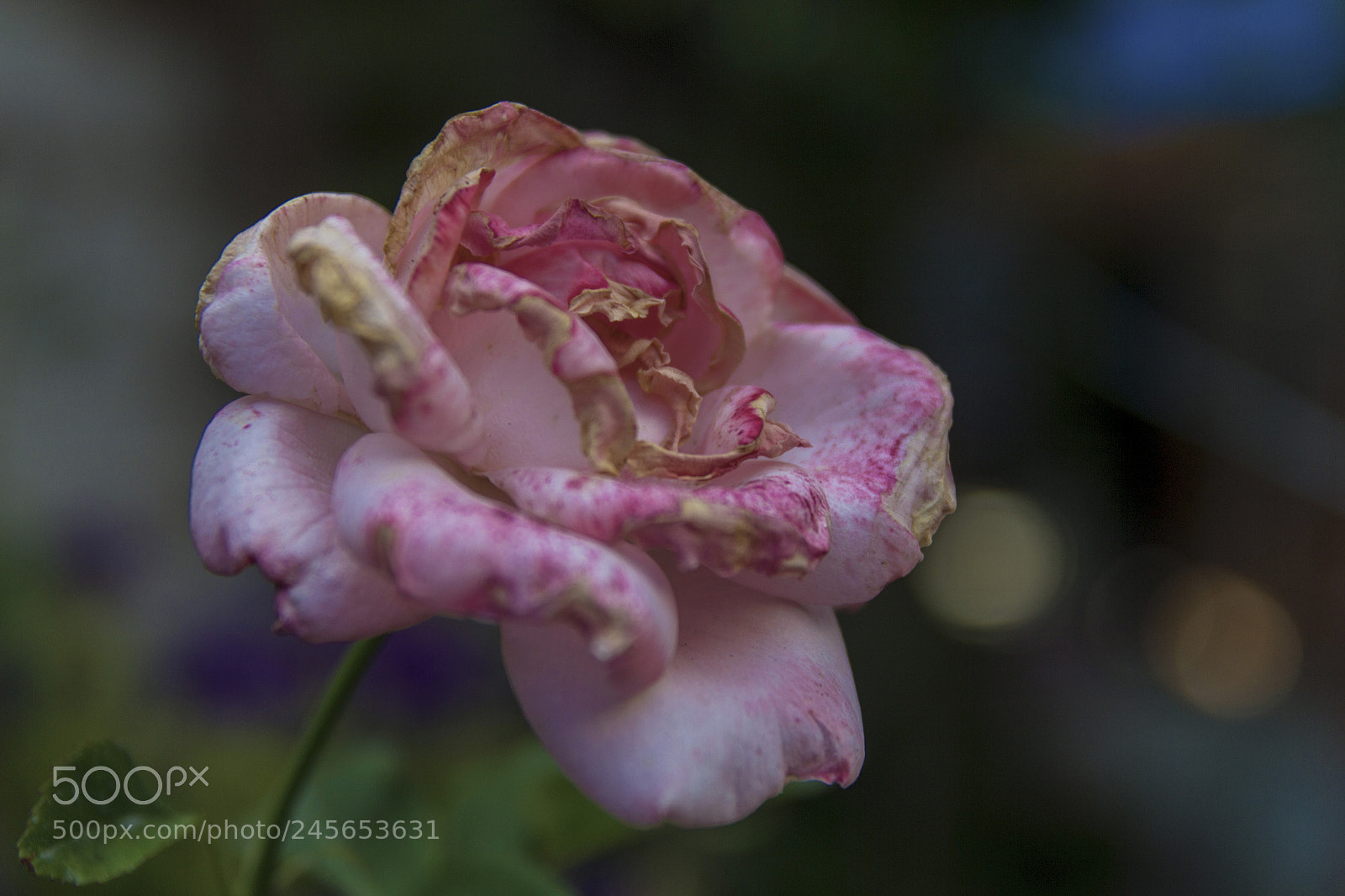 Canon EOS 60D sample photo. Rose photography