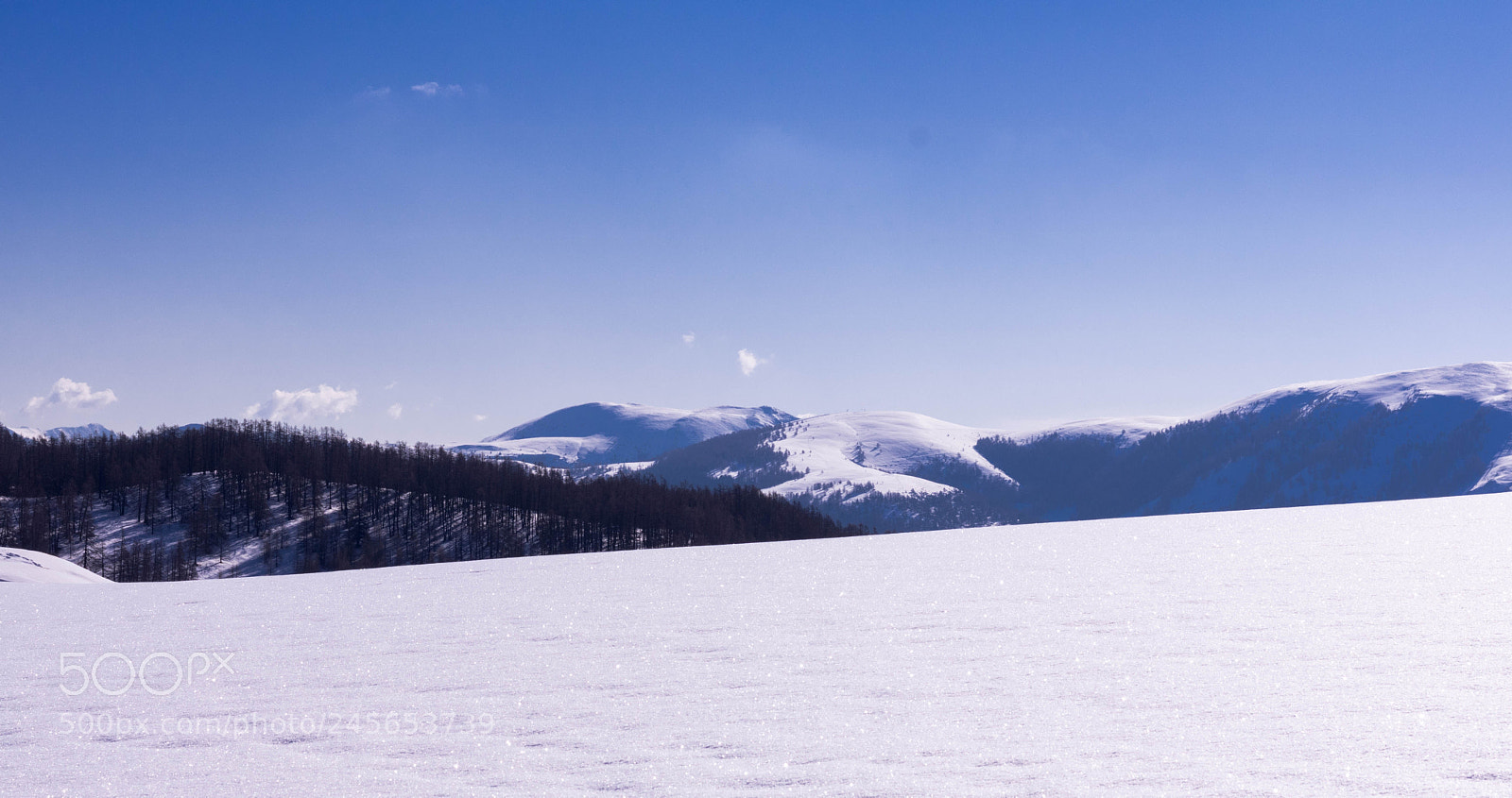 Canon EOS 750D (EOS Rebel T6i / EOS Kiss X8i) sample photo. Withe coat photography