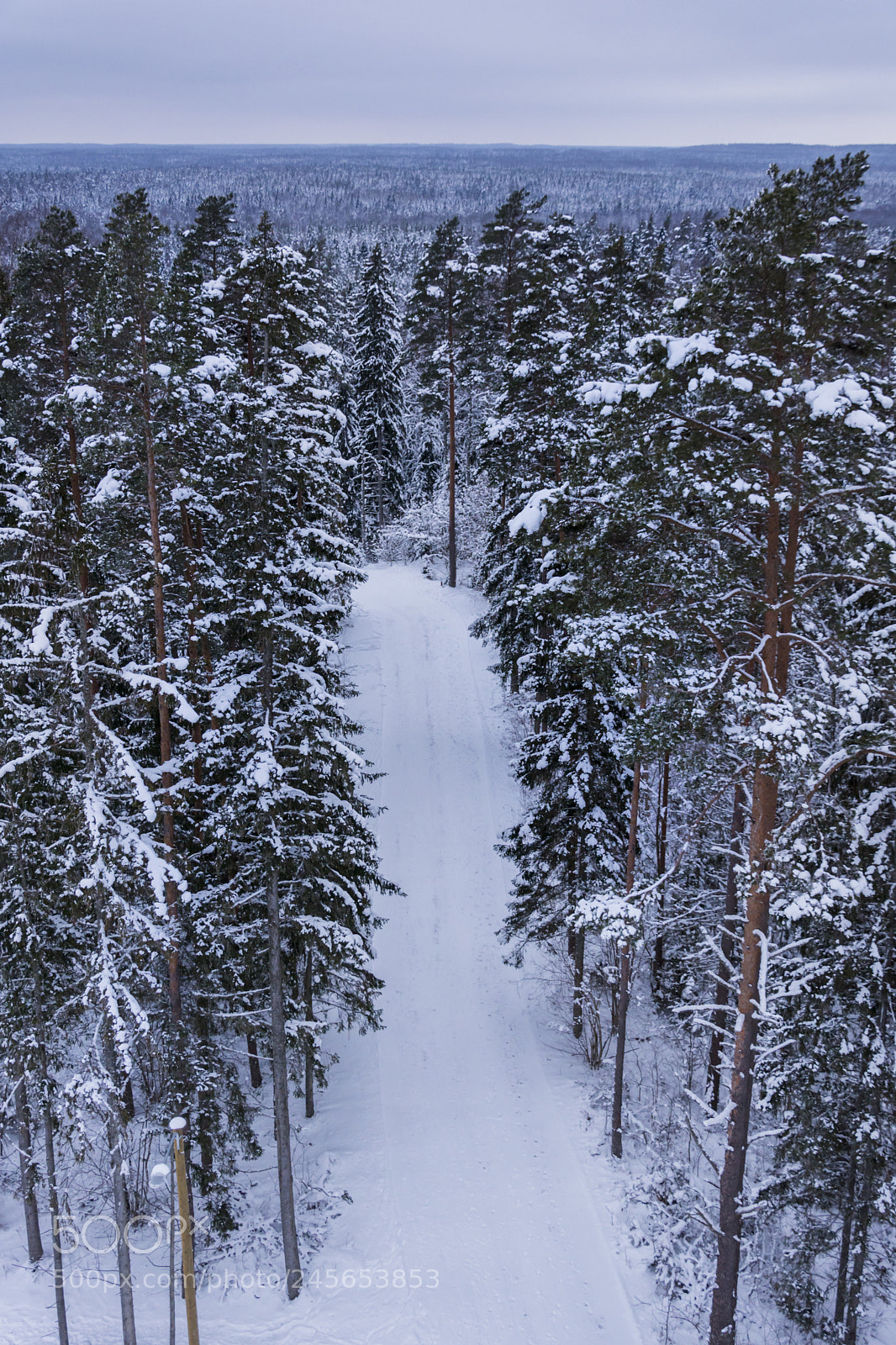 Nikon D7100 sample photo. Snowy forest photography