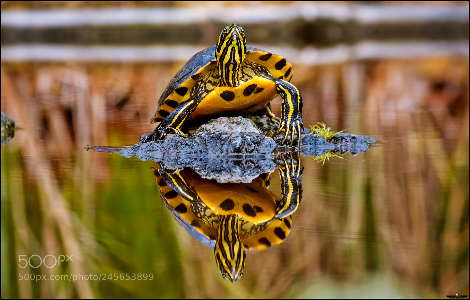 Canon EOS 40D sample photo. The turttle portrait photography