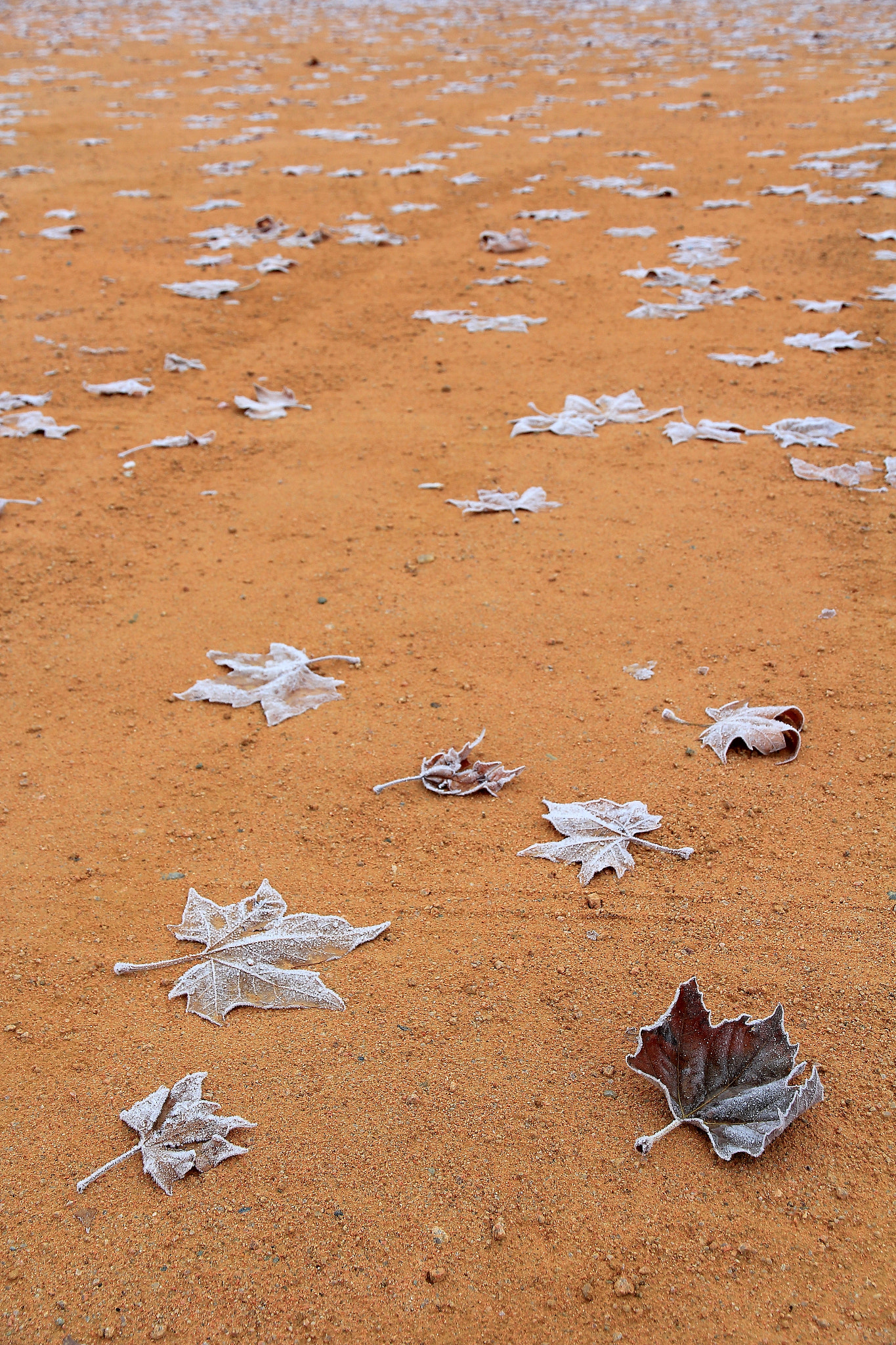 Canon EOS 60D sample photo. Hojas photography