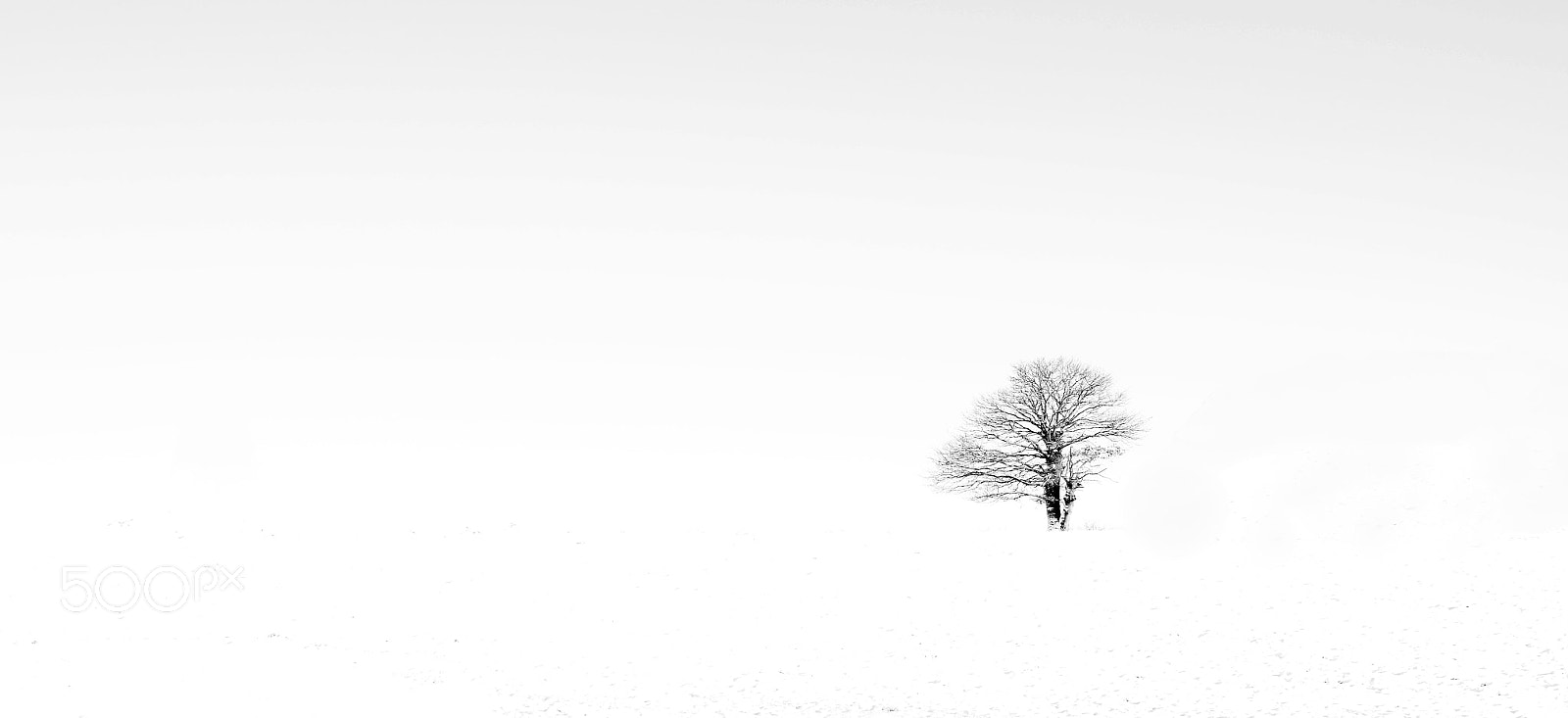 Nikon D5100 sample photo. Arbre seul photography