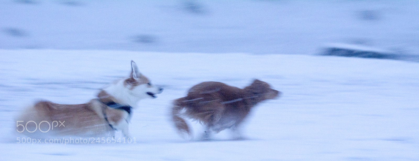 Nikon D5200 sample photo. Running photography