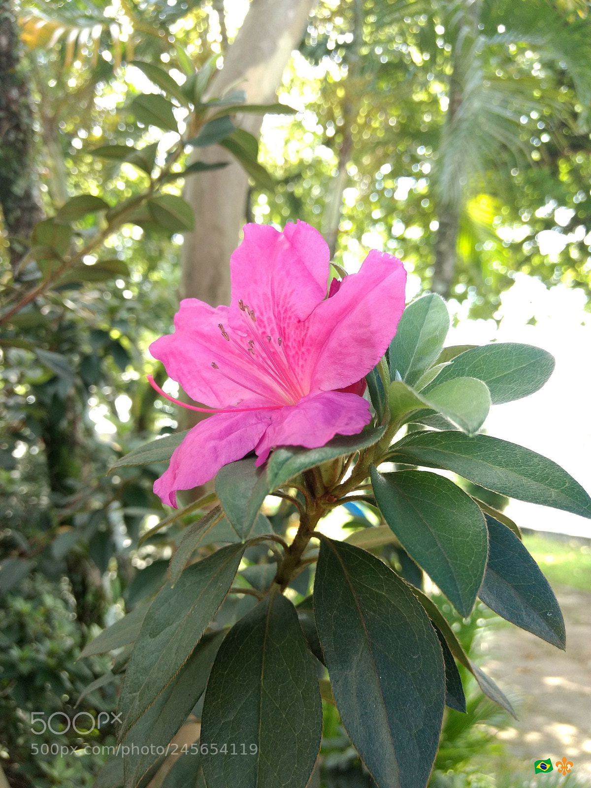 Motorola Moto G (4) sample photo. Poem photography