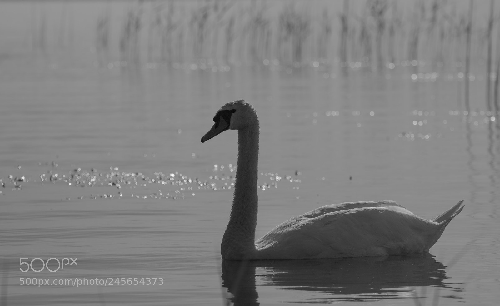 Canon EOS 760D (EOS Rebel T6s / EOS 8000D) sample photo. Swan photography