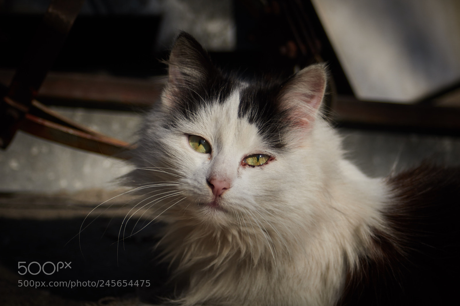 Canon EOS 760D (EOS Rebel T6s / EOS 8000D) sample photo. Img photography