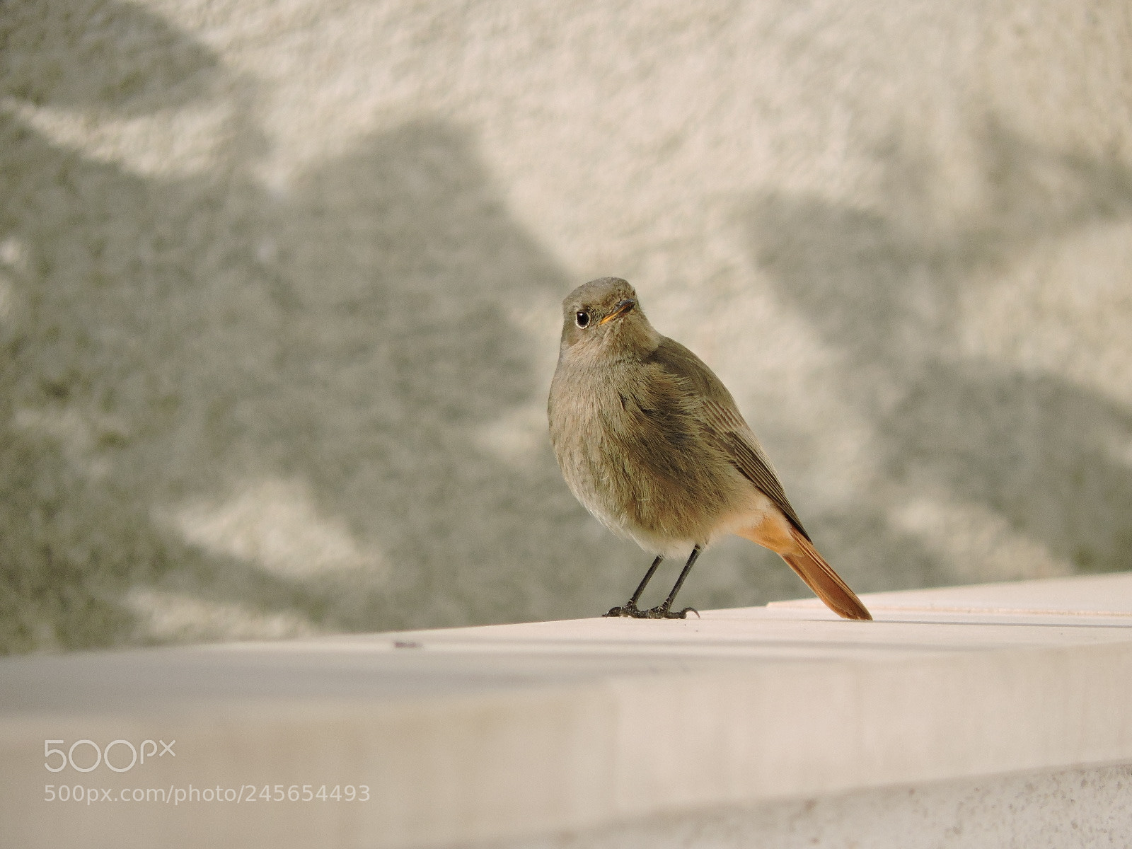 Nikon Coolpix P530 sample photo. Black redstart female photography