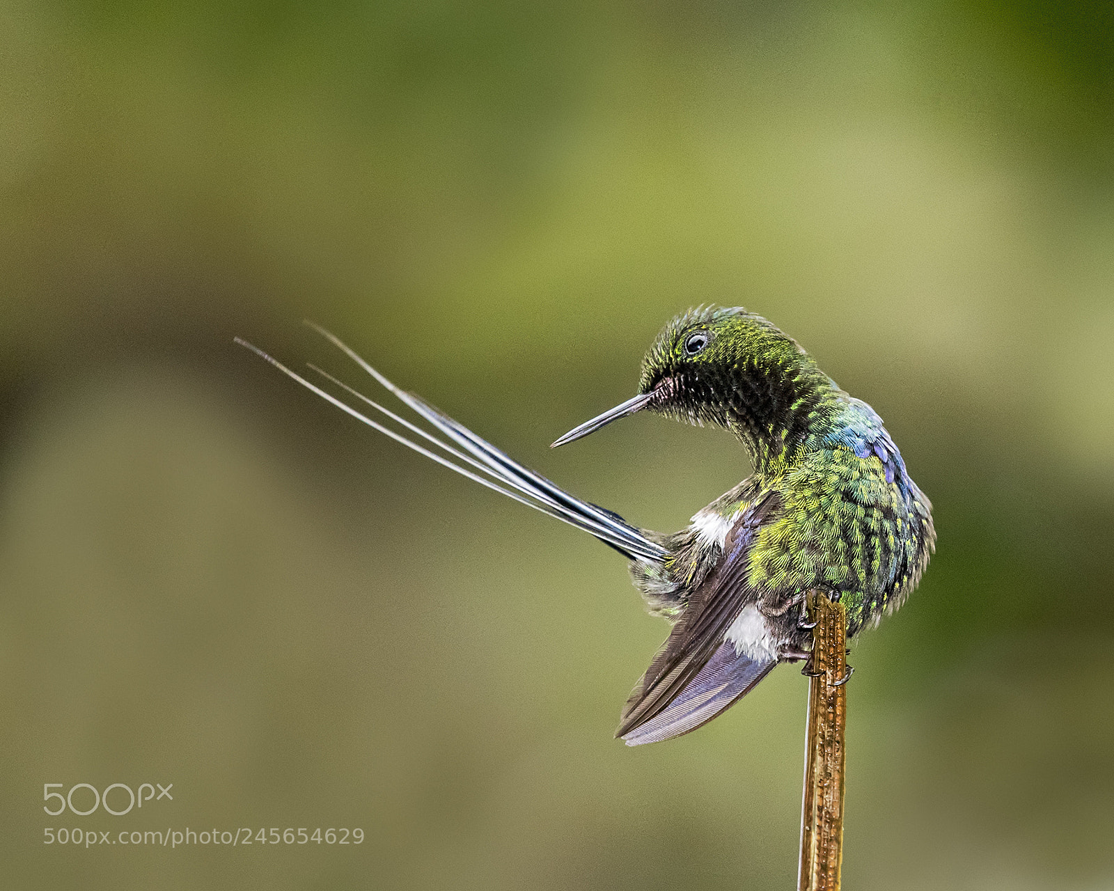 Nikon D500 sample photo. Green thorntail hummingbird photography