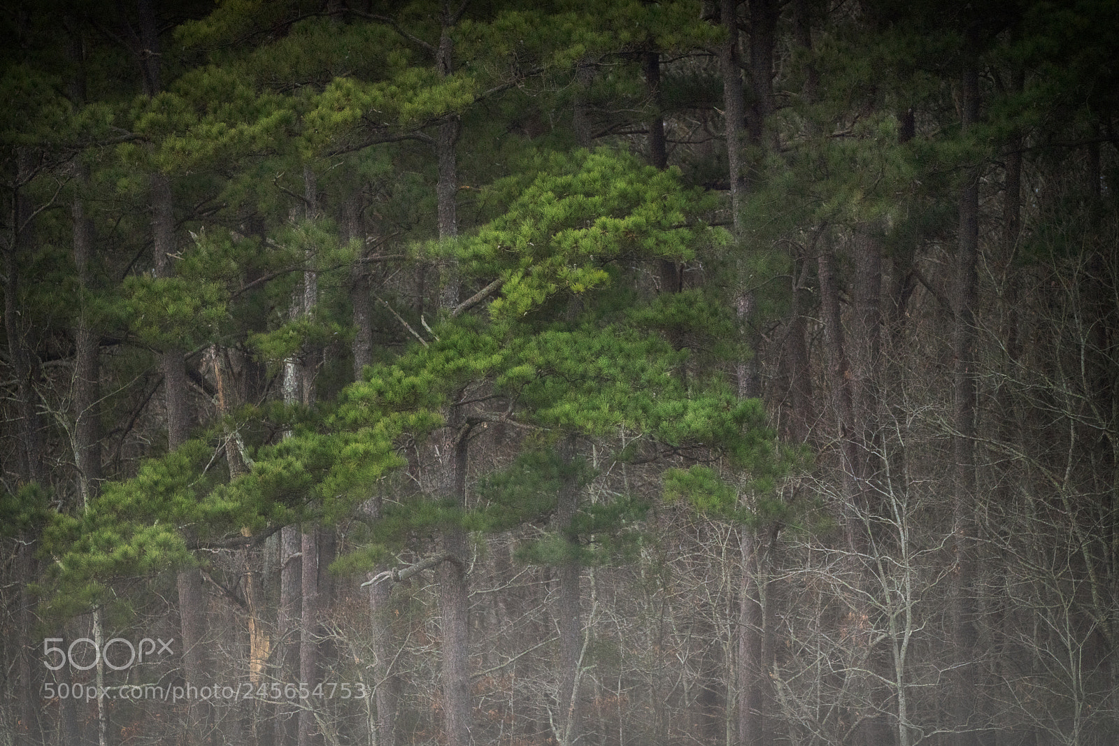 Sony a7R III sample photo. Wetlands forest photography