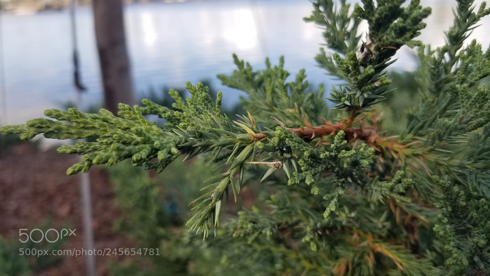 Samsung Galaxy S8+ sample photo. Untitled photography