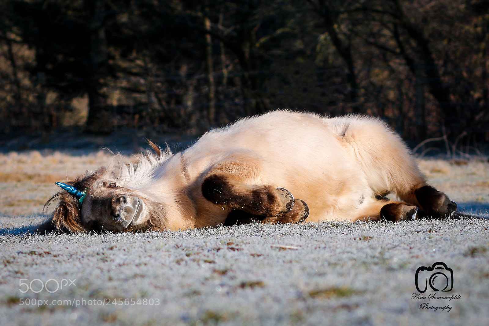 Canon EOS 750D (EOS Rebel T6i / EOS Kiss X8i) sample photo. Lazy unicorn photography