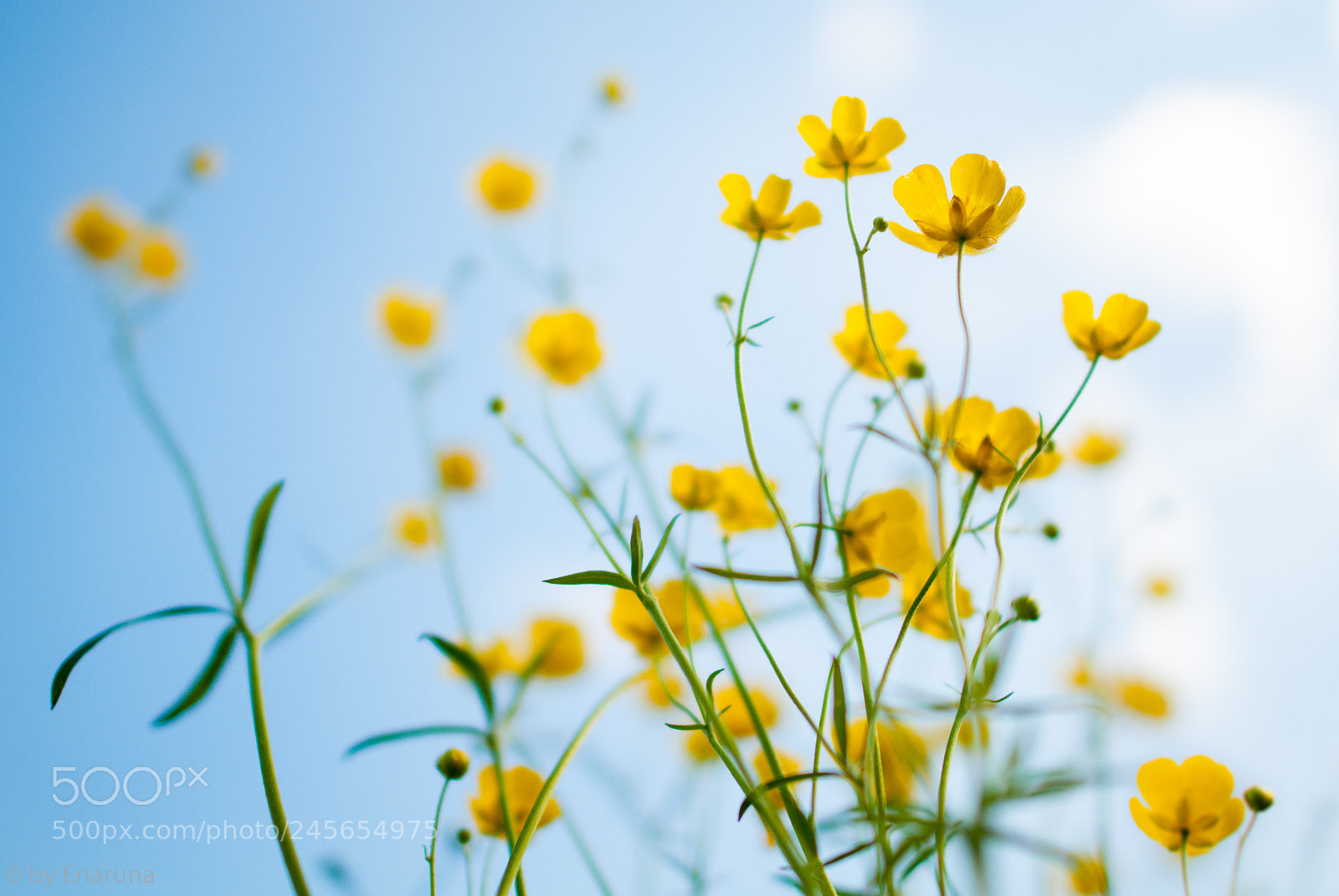 Nikon D300S sample photo. Buttercup flowers photography