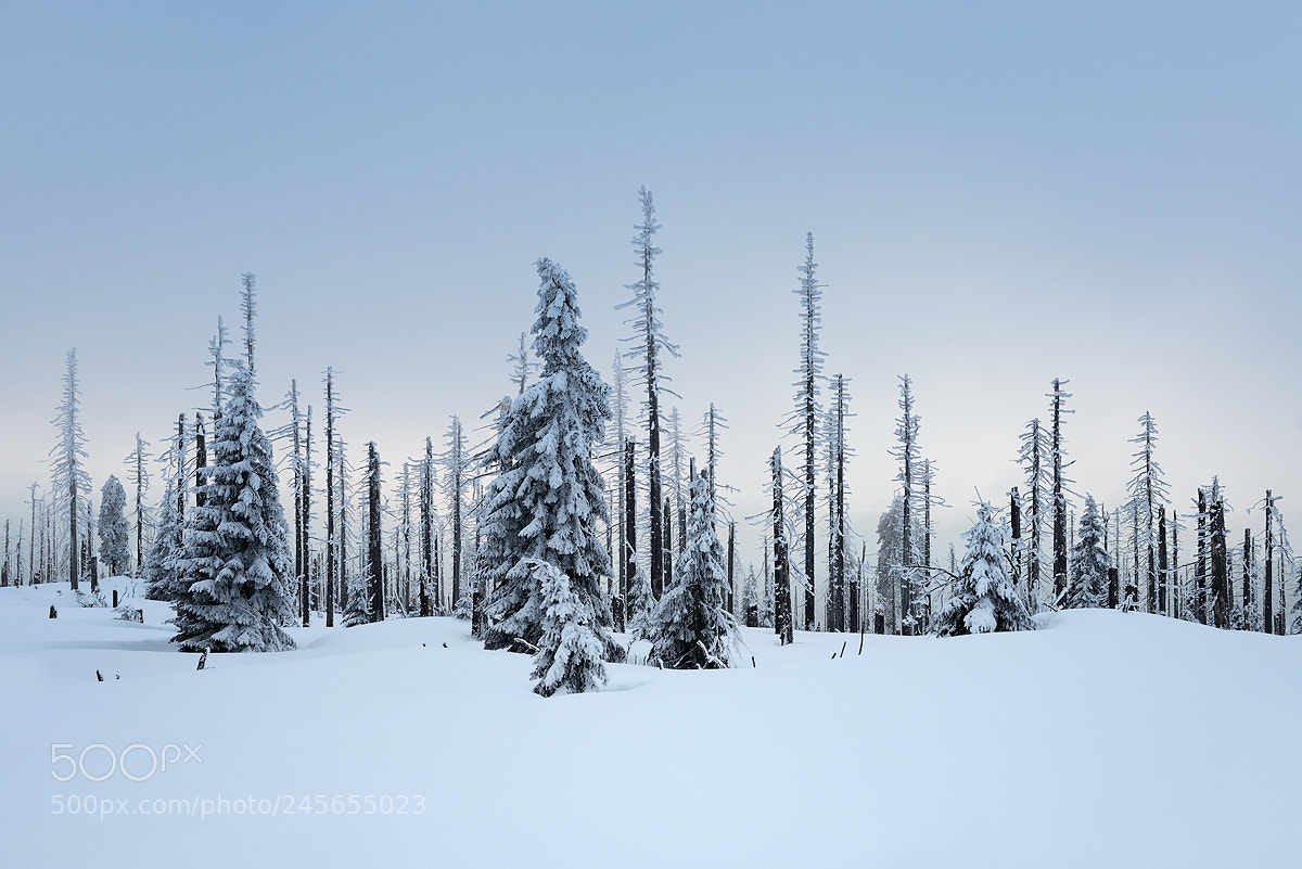 Nikon D800 sample photo. Winterkälte photography
