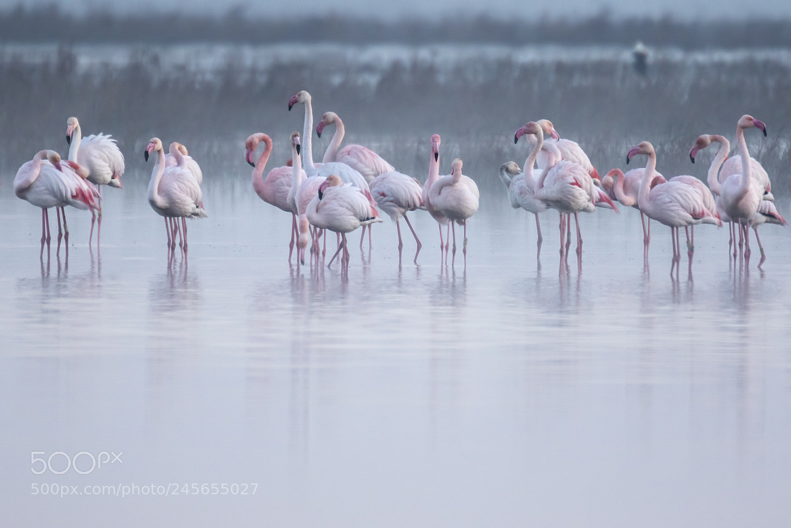 Canon EOS 7D Mark II sample photo. Los flamencos y la photography