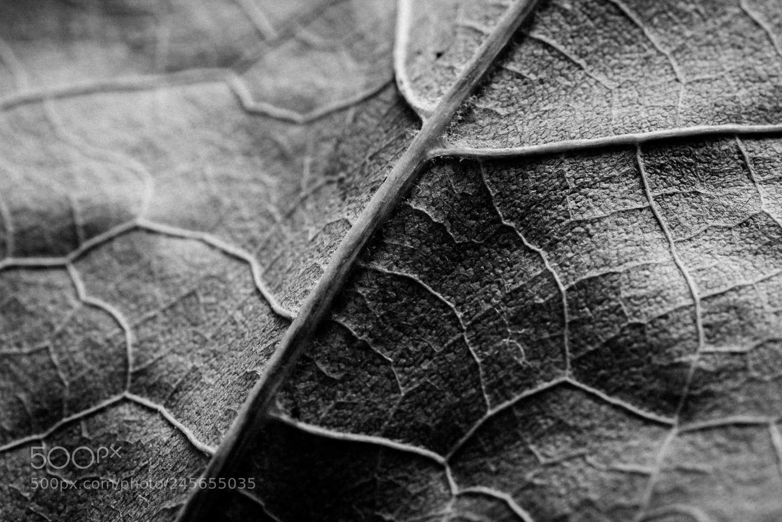 Canon EOS 60D sample photo. Veins photography