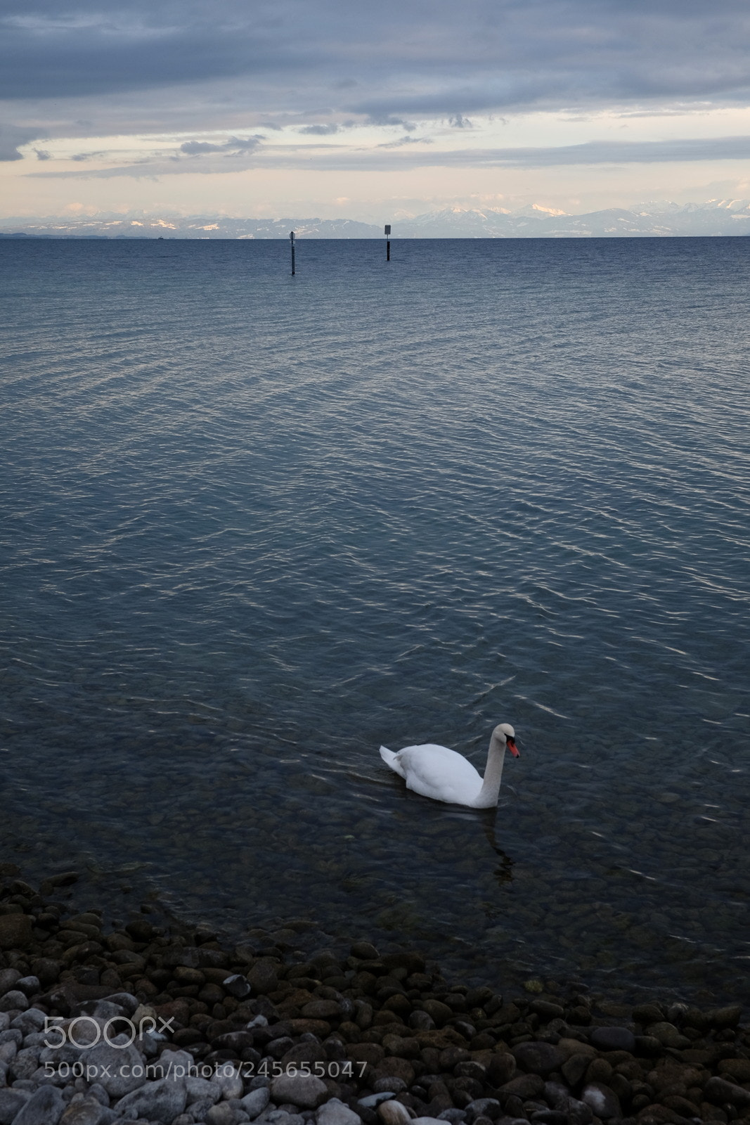 Fujifilm X-E2 sample photo. Swan says hi! photography