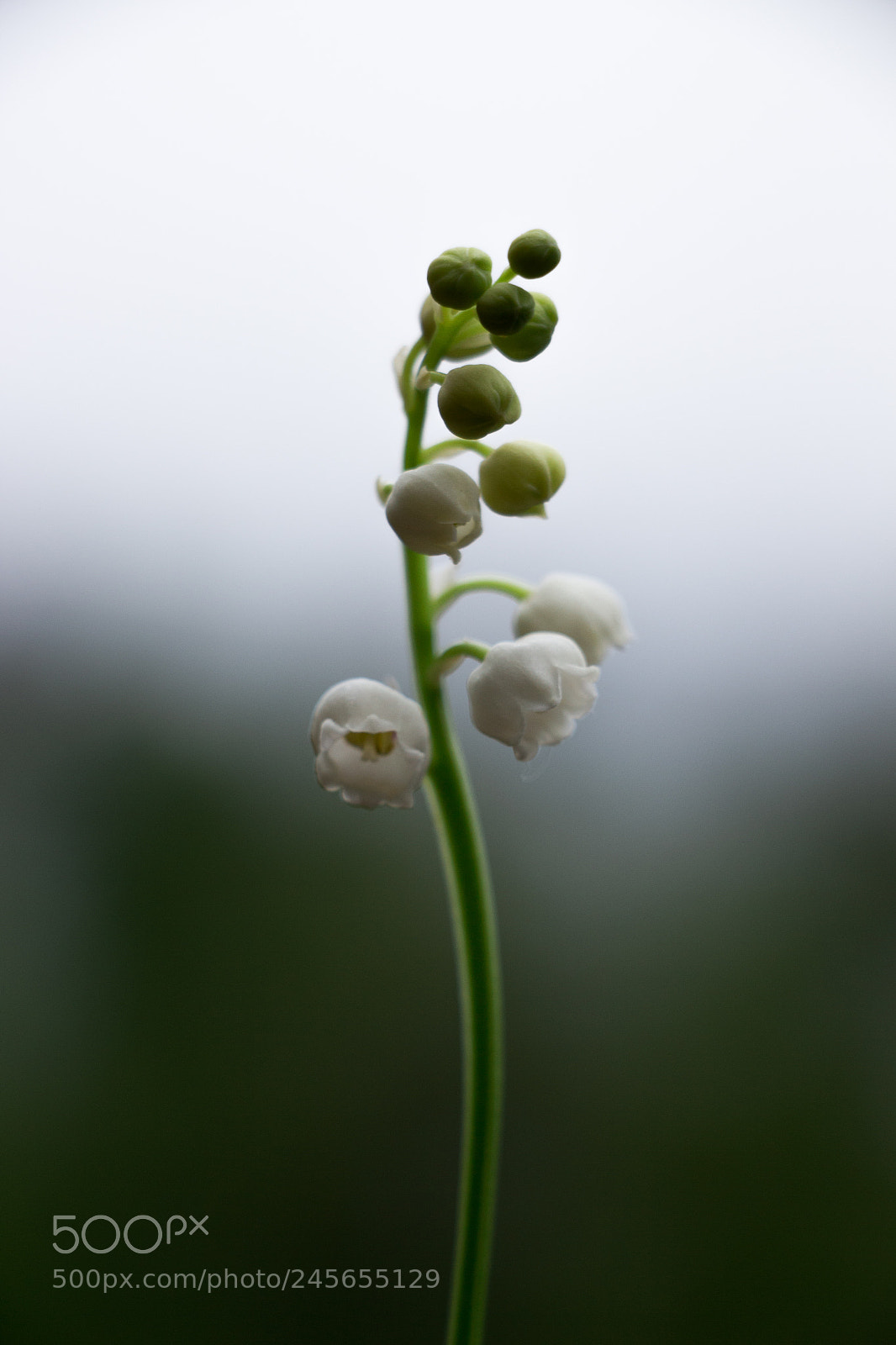 Canon EOS 700D (EOS Rebel T5i / EOS Kiss X7i) sample photo. Img photography
