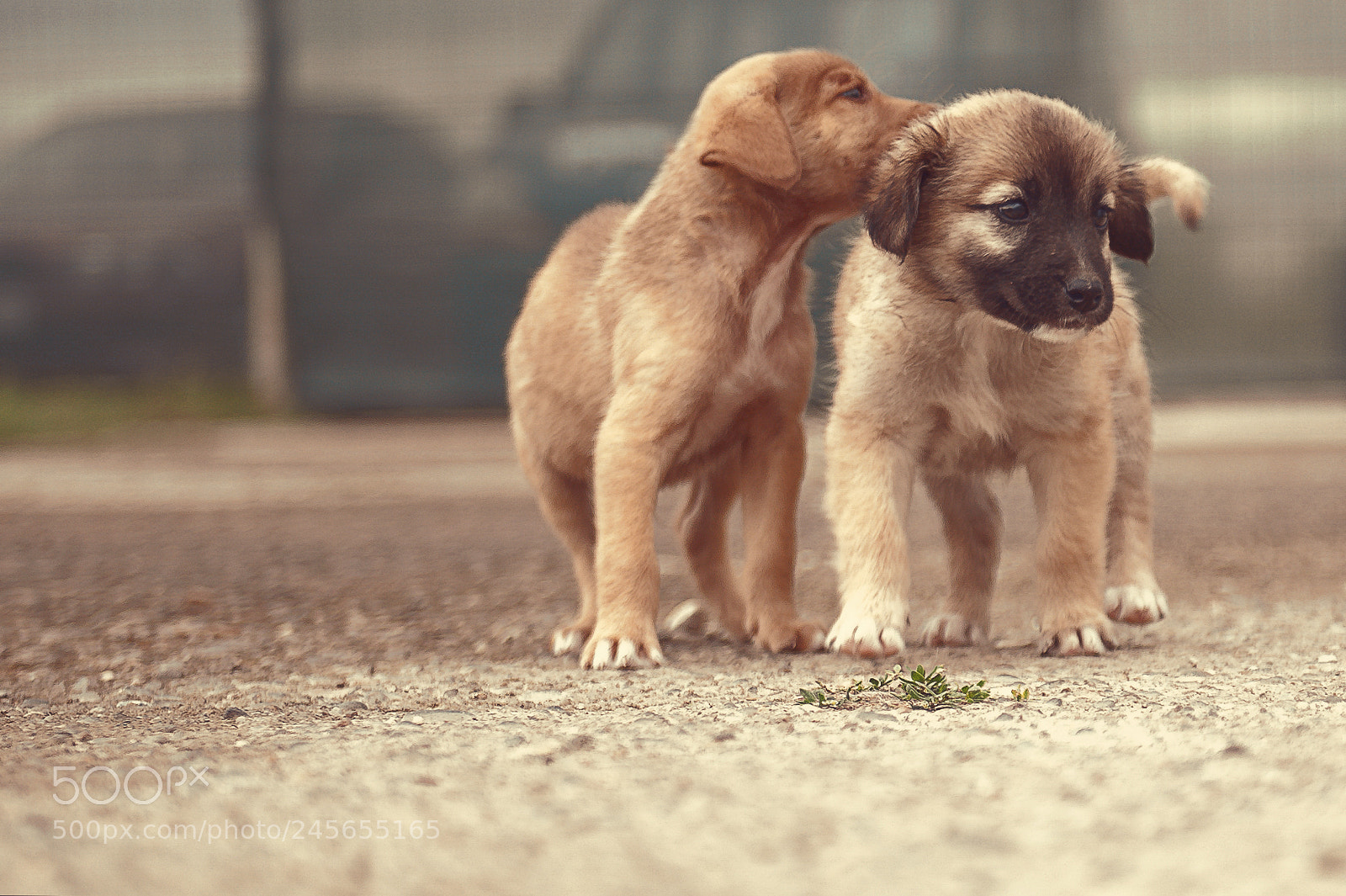 Nikon D3 sample photo. Shelter dogs - adopt photography
