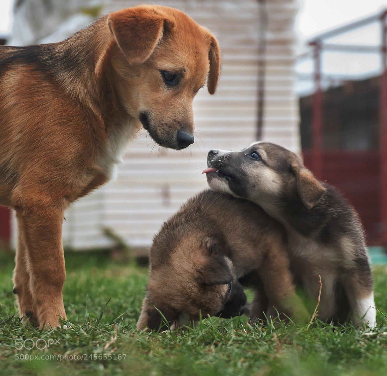 Nikon D3 sample photo. Shelter dogs - adopt photography