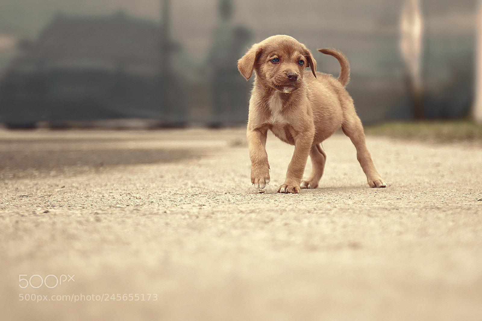 Nikon D3 sample photo. Shelter dogs - adopt photography