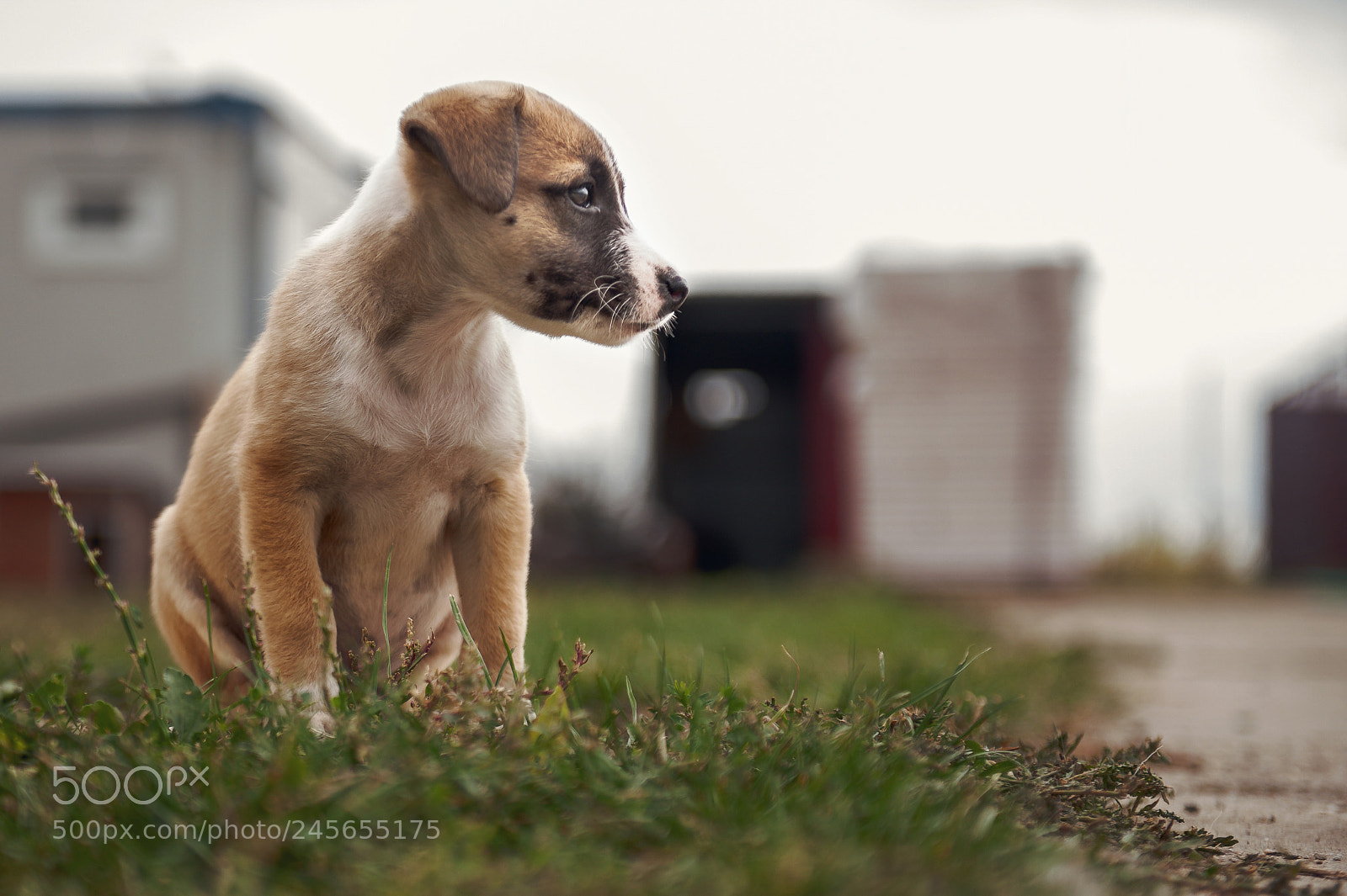 Nikon D3 sample photo. Shelter dogs - adopt photography