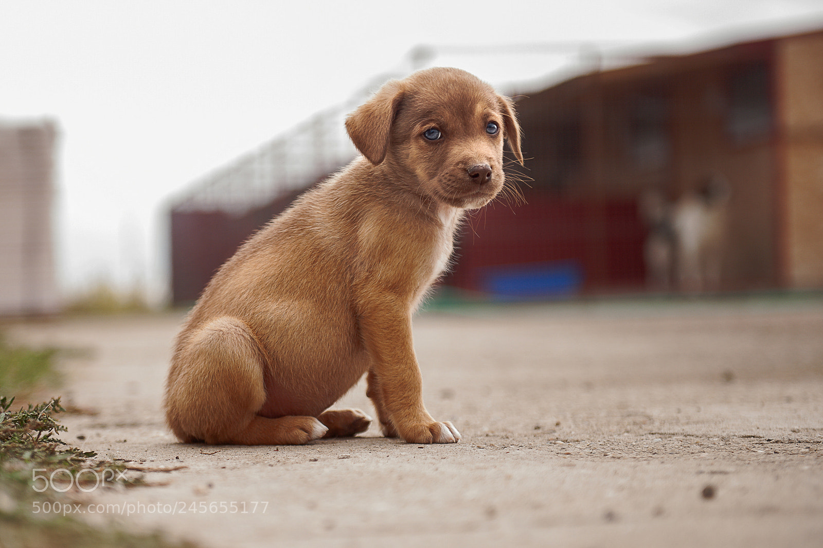 Nikon D3 sample photo. Shelter dogs - adopt photography