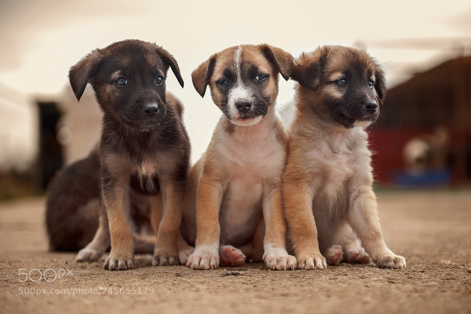Nikon D3 sample photo. Shelter dogs - adopt photography