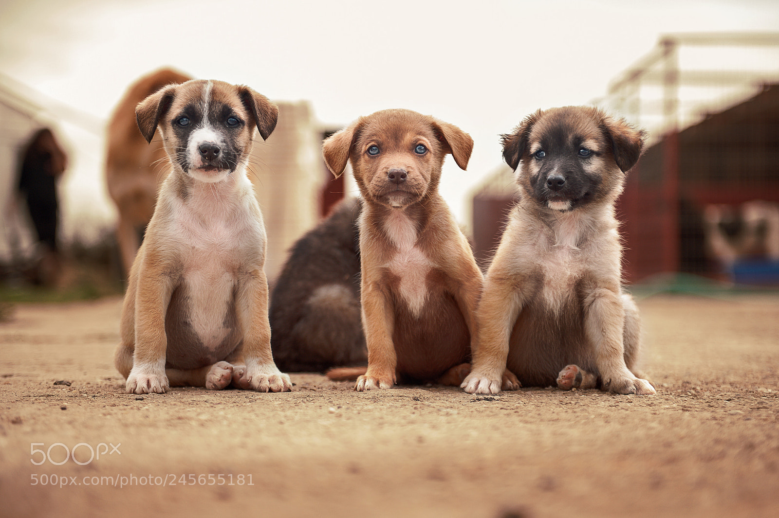 Nikon D3 sample photo. Shelter dogs - adopt photography