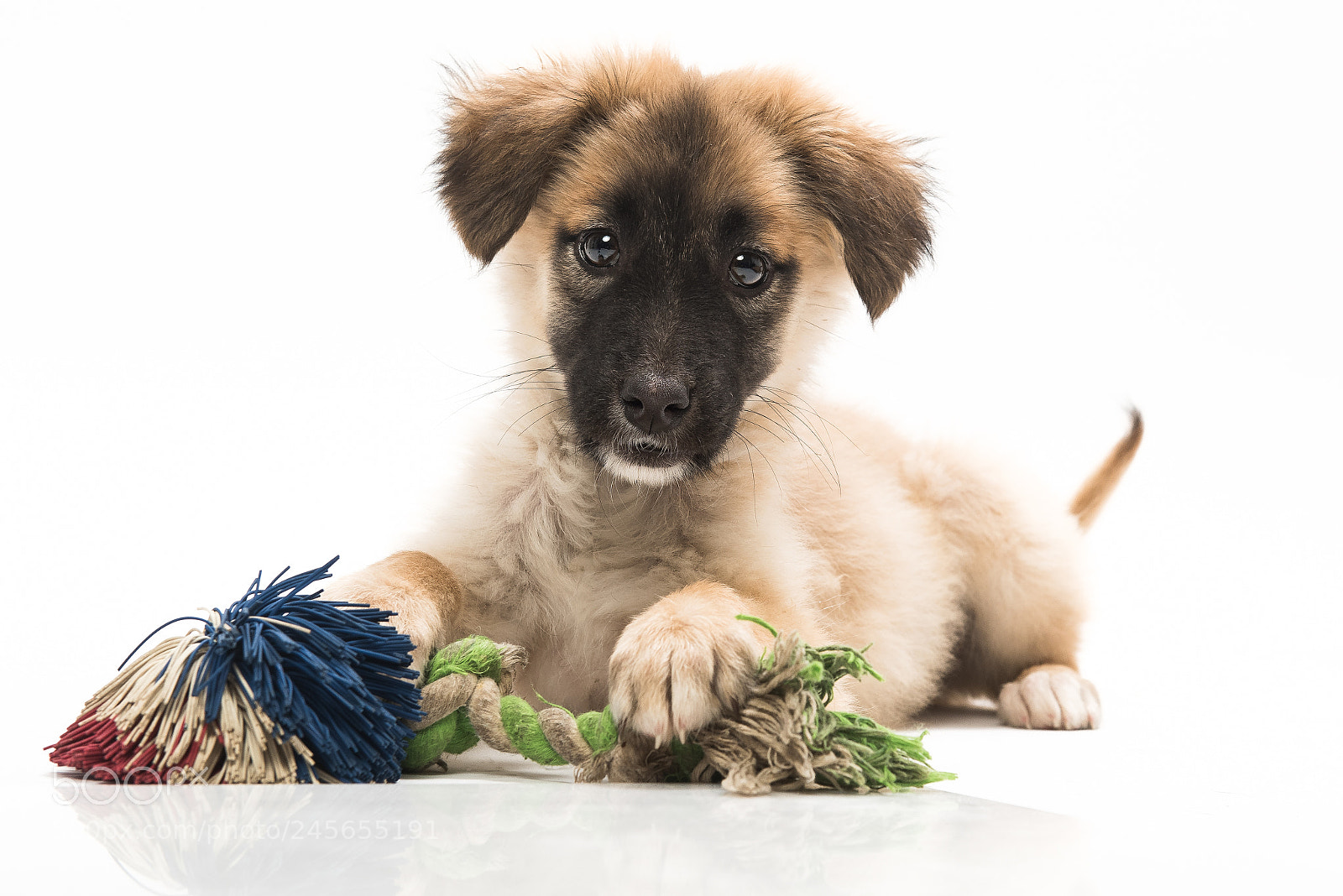 Nikon D810 sample photo. Shelter dogs - adopt photography