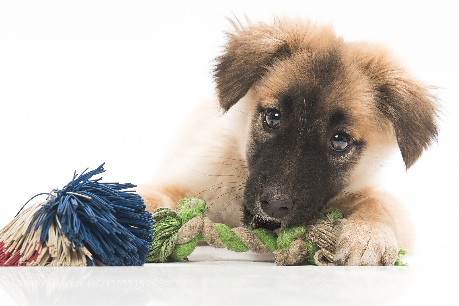 Nikon D810 sample photo. Shelter dogs - adopt photography