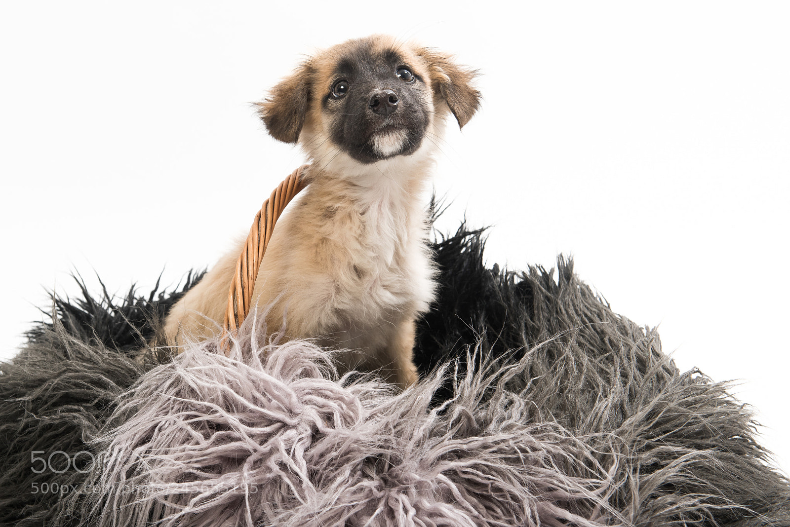 Nikon D810 sample photo. Shelter dogs - adopt photography