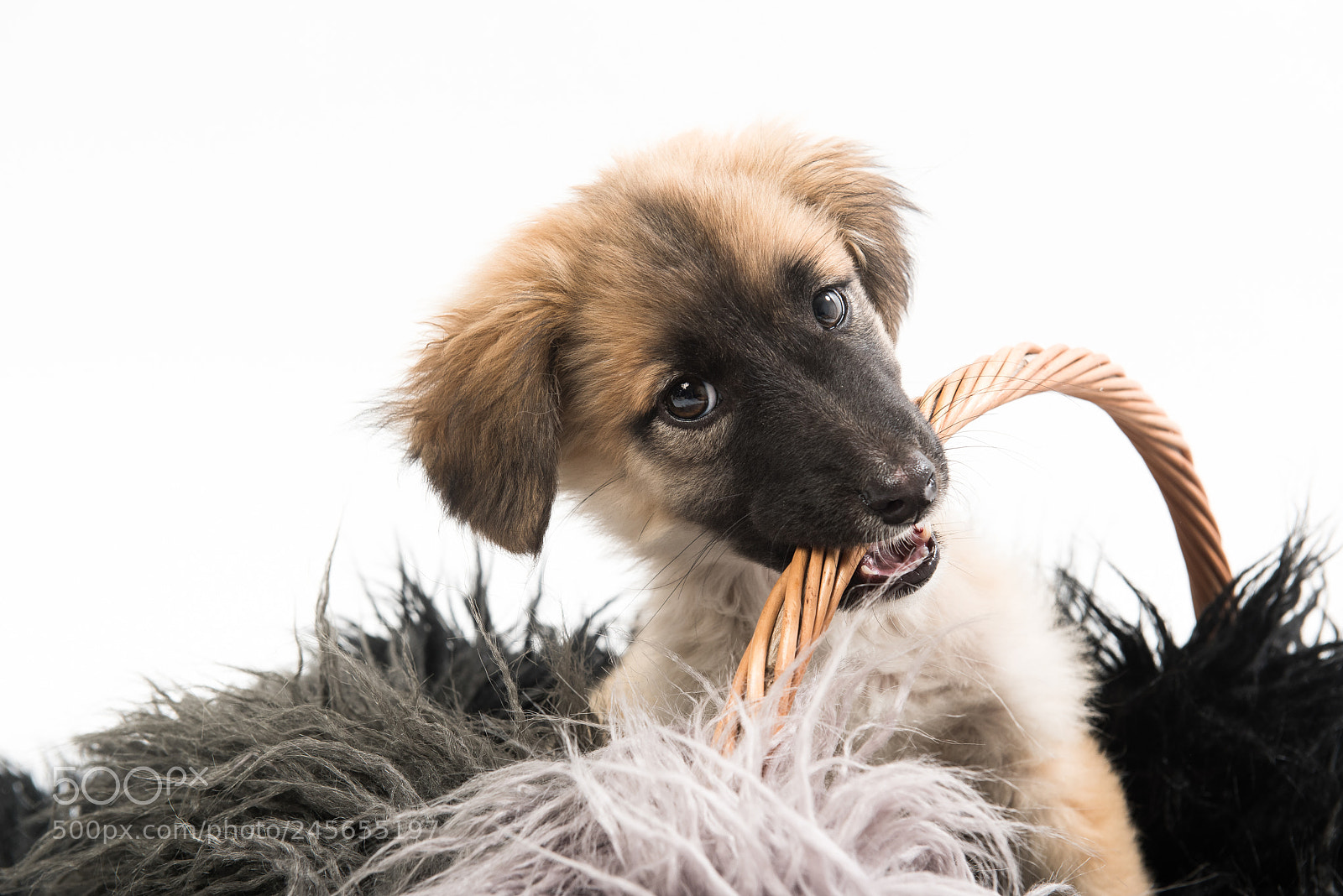 Nikon D810 sample photo. Shelter dogs - adopt photography