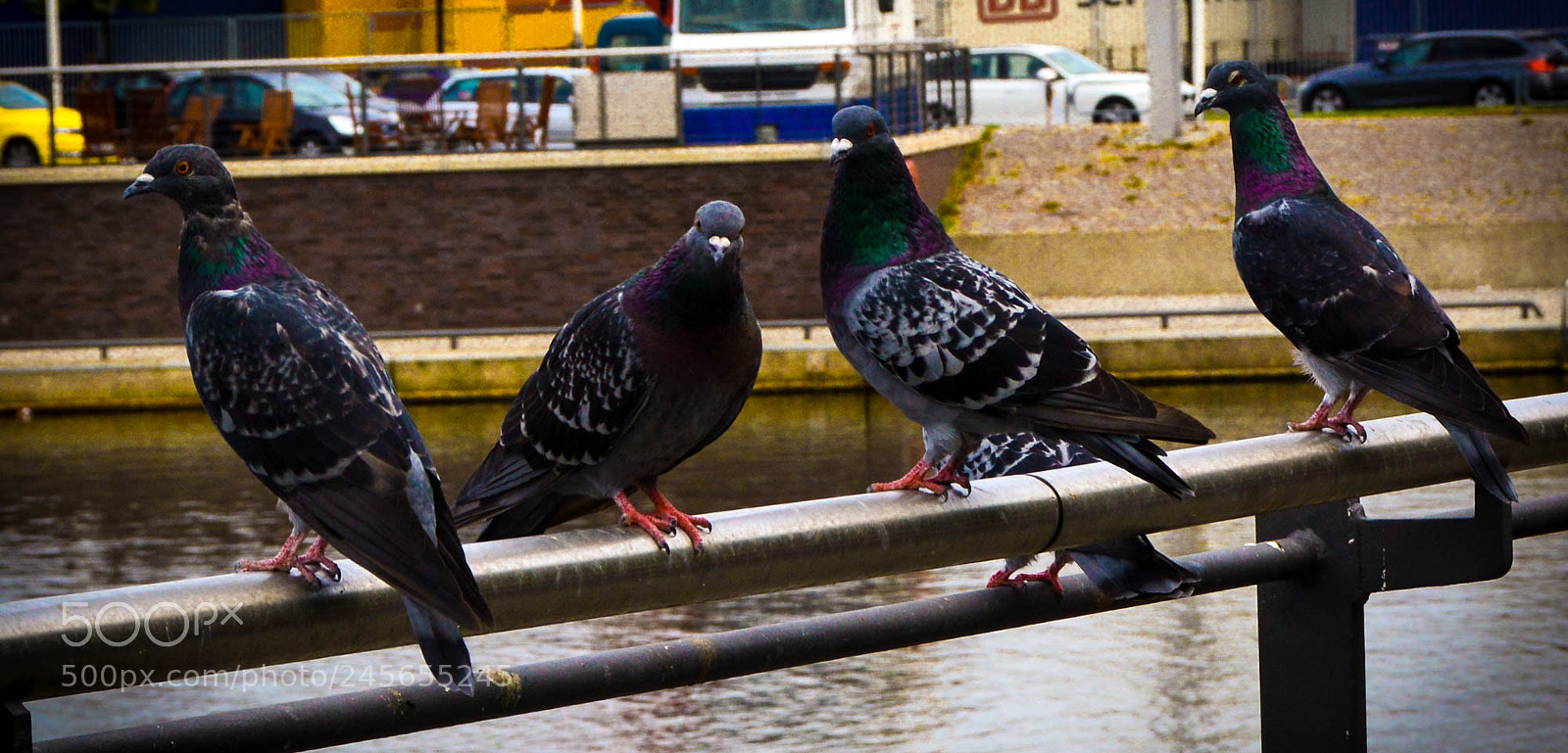 Nikon D5200 sample photo. Watching you. photography