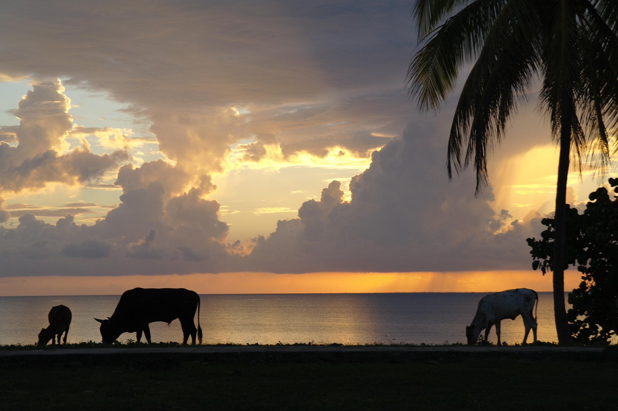 Samsung NX10 sample photo. Cuba, maria la gorda photography