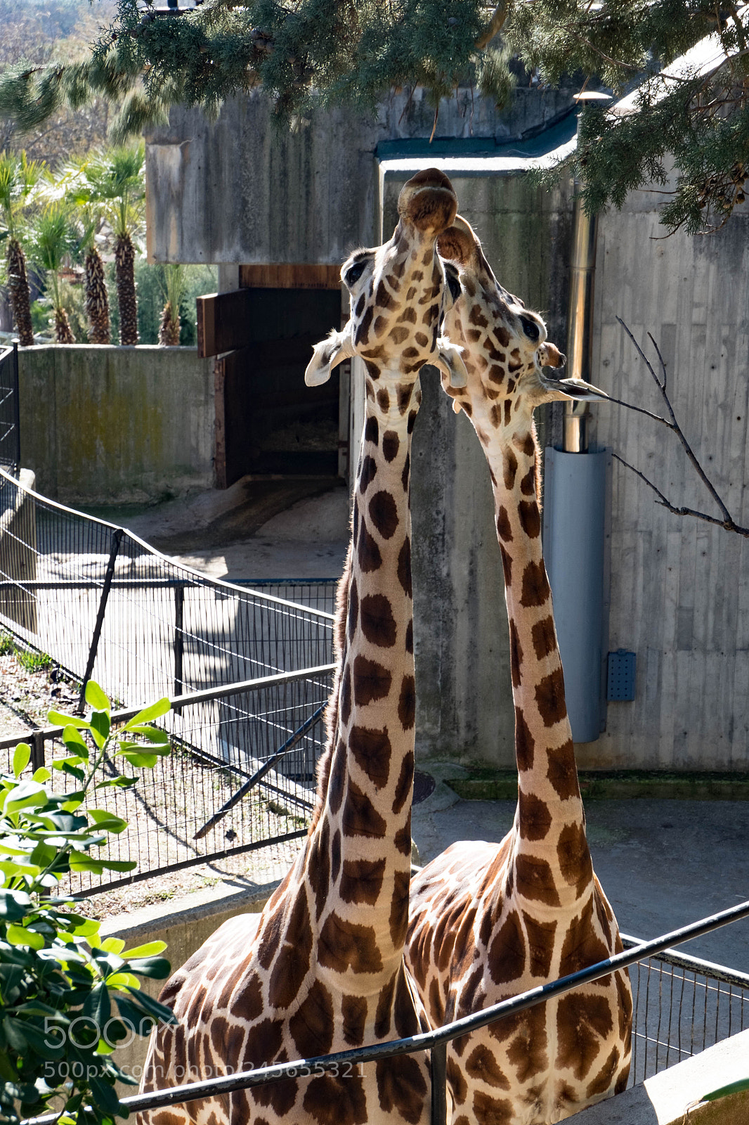 Fujifilm X-T10 sample photo. Giraffe at the zoo photography