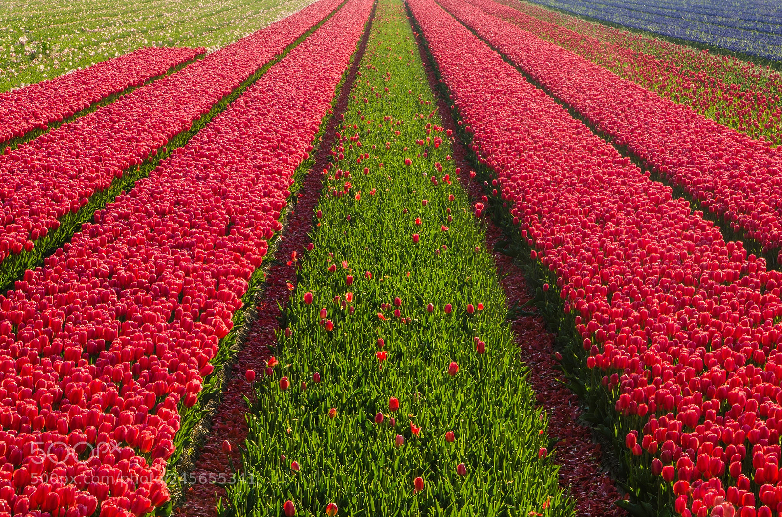Nikon D5100 sample photo. Dutch carpet photography