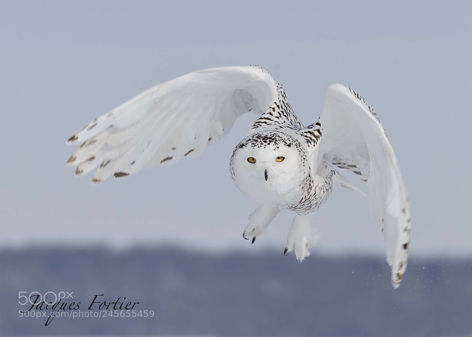 Canon EOS-1D X sample photo. Snowy owl photography