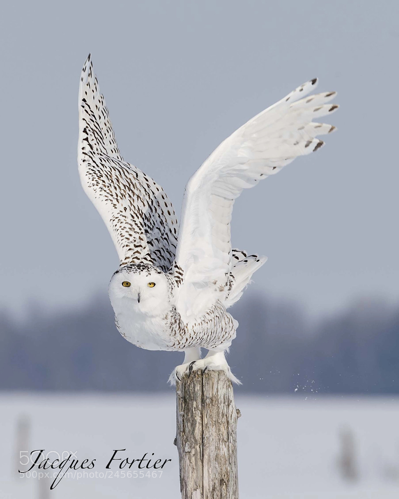 Canon EOS-1D X sample photo. Snowy owl photography