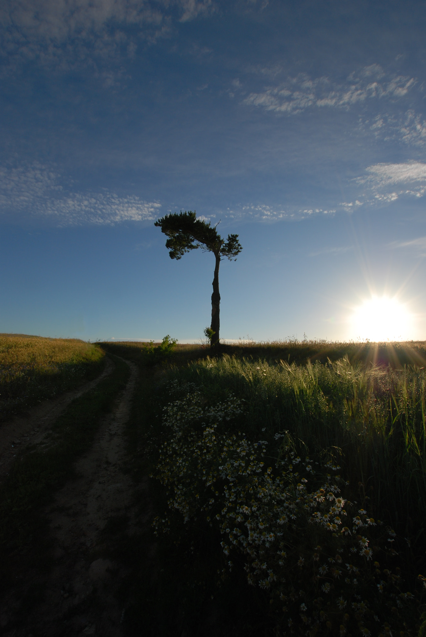 Nikon D80 + Sigma 10-20mm F3.5 EX DC HSM sample photo. Summer evening. photography