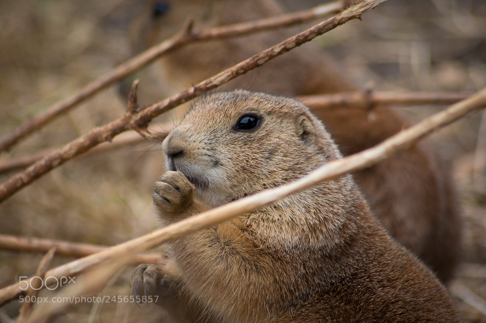 Nikon D5200 sample photo. Copenhagen zoo trip photography