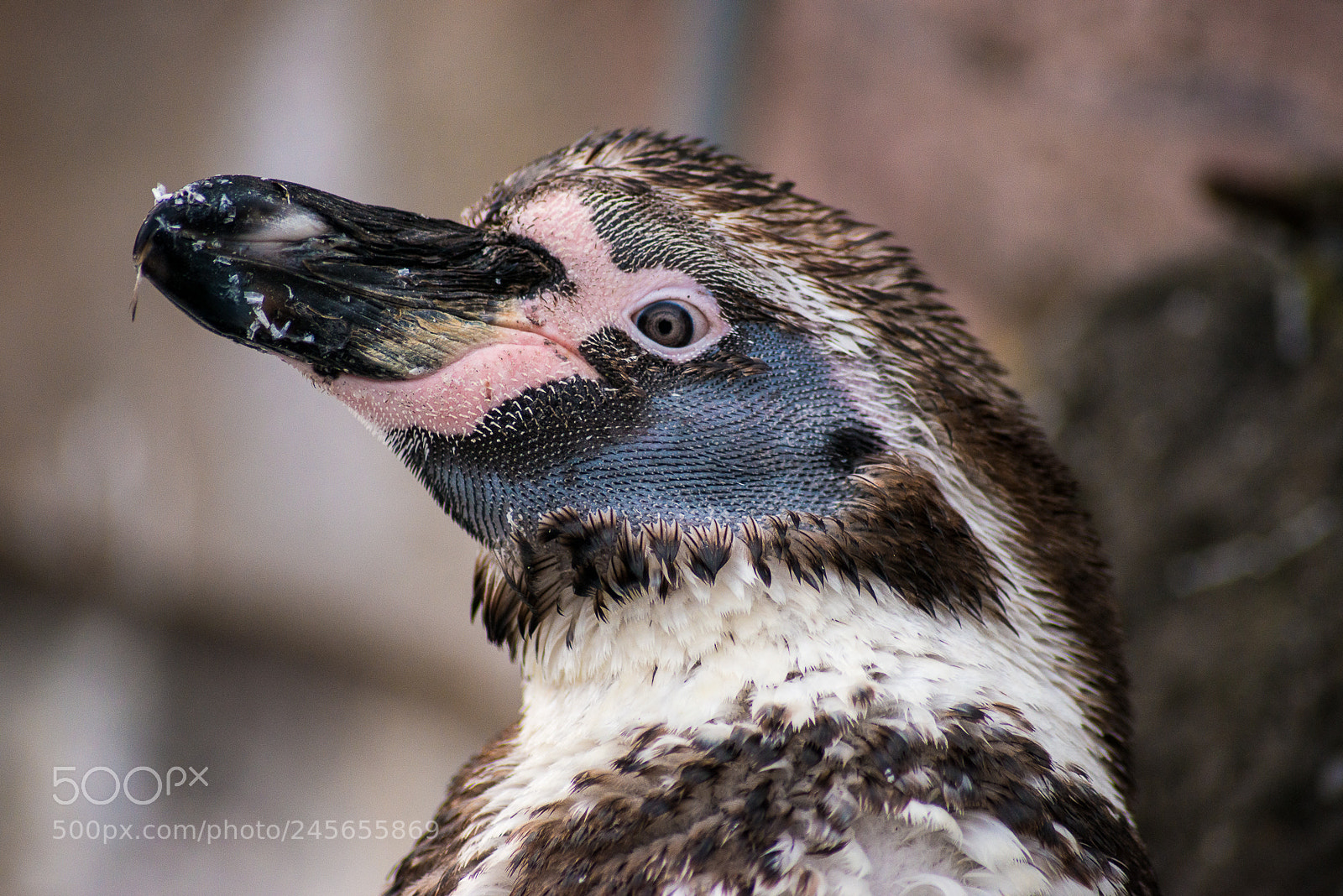 Nikon D800 sample photo. Copenhagen zoo trip photography