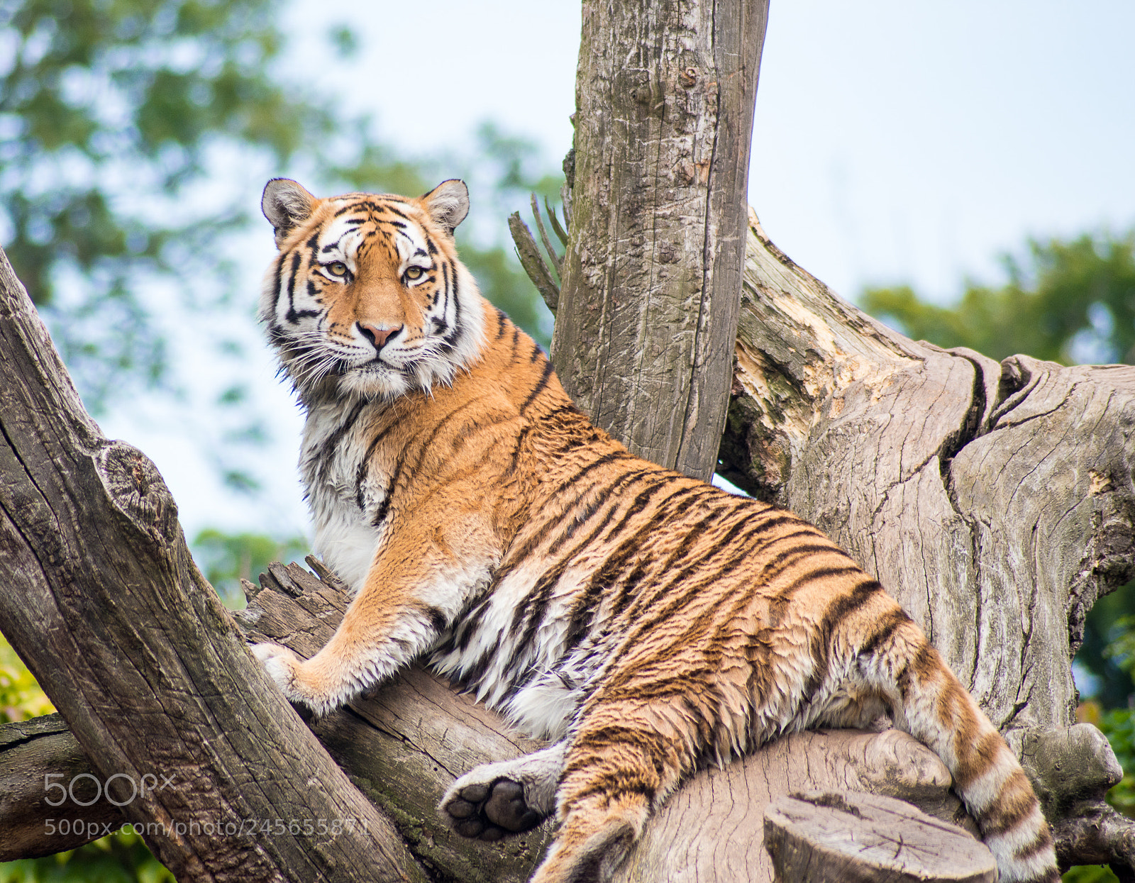 Nikon D800 sample photo. Copenhagen zoo trip photography