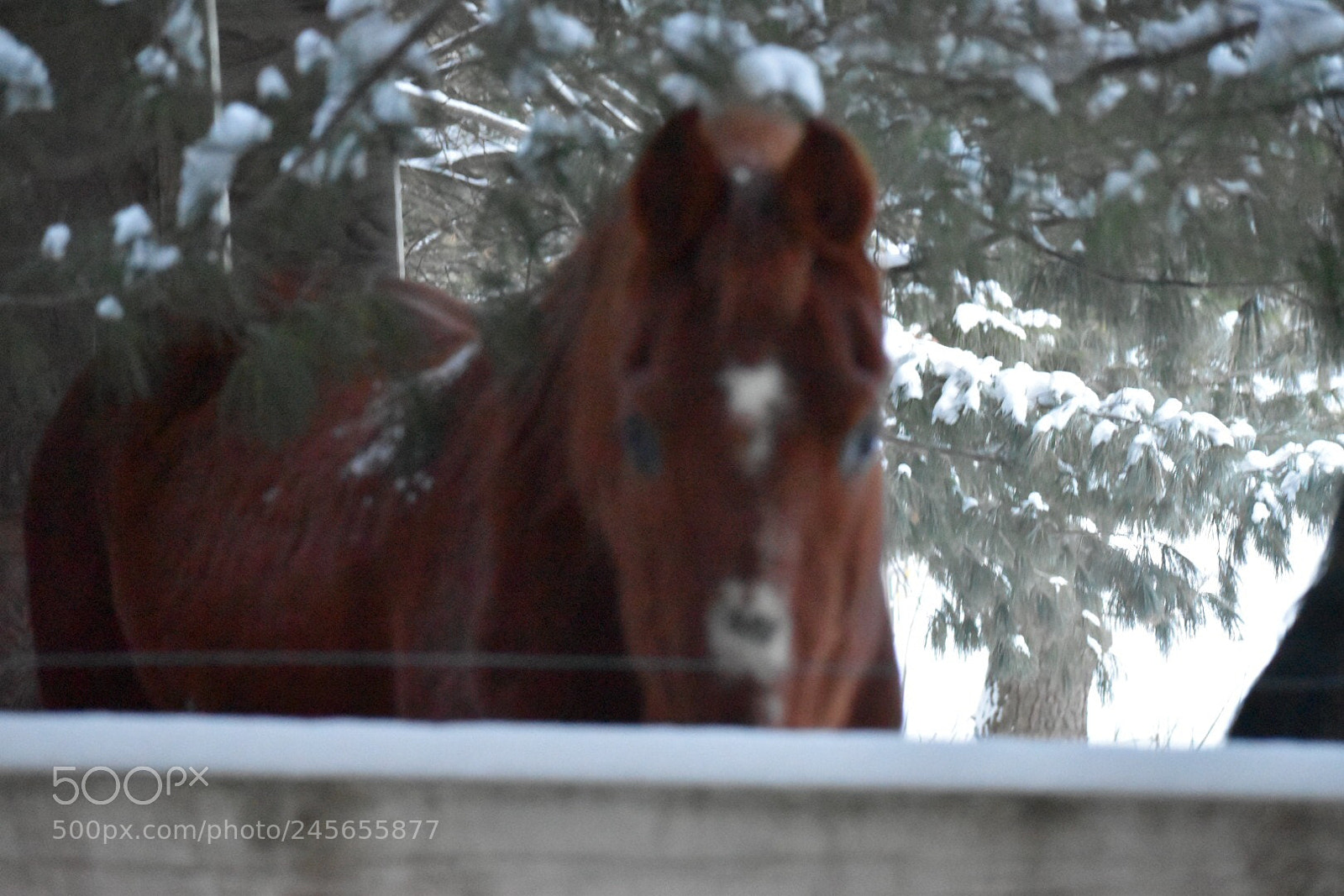 Nikon D5500 sample photo. Horse photography