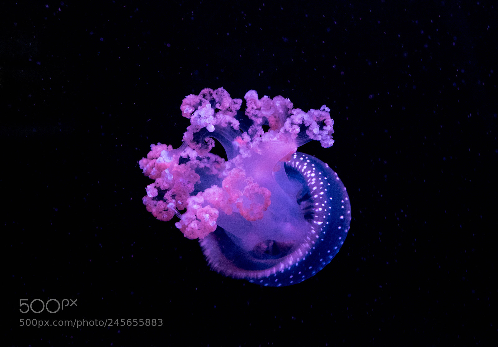 Fujifilm X-T10 sample photo. Life in the aquarium photography