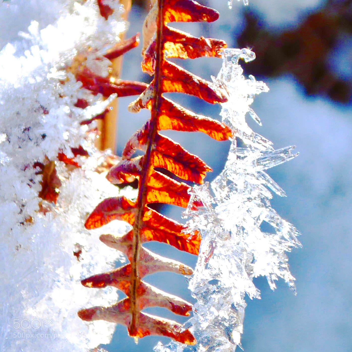 Panasonic Lumix DMC-ZS50 (Lumix DMC-TZ70) sample photo. Untitled photography