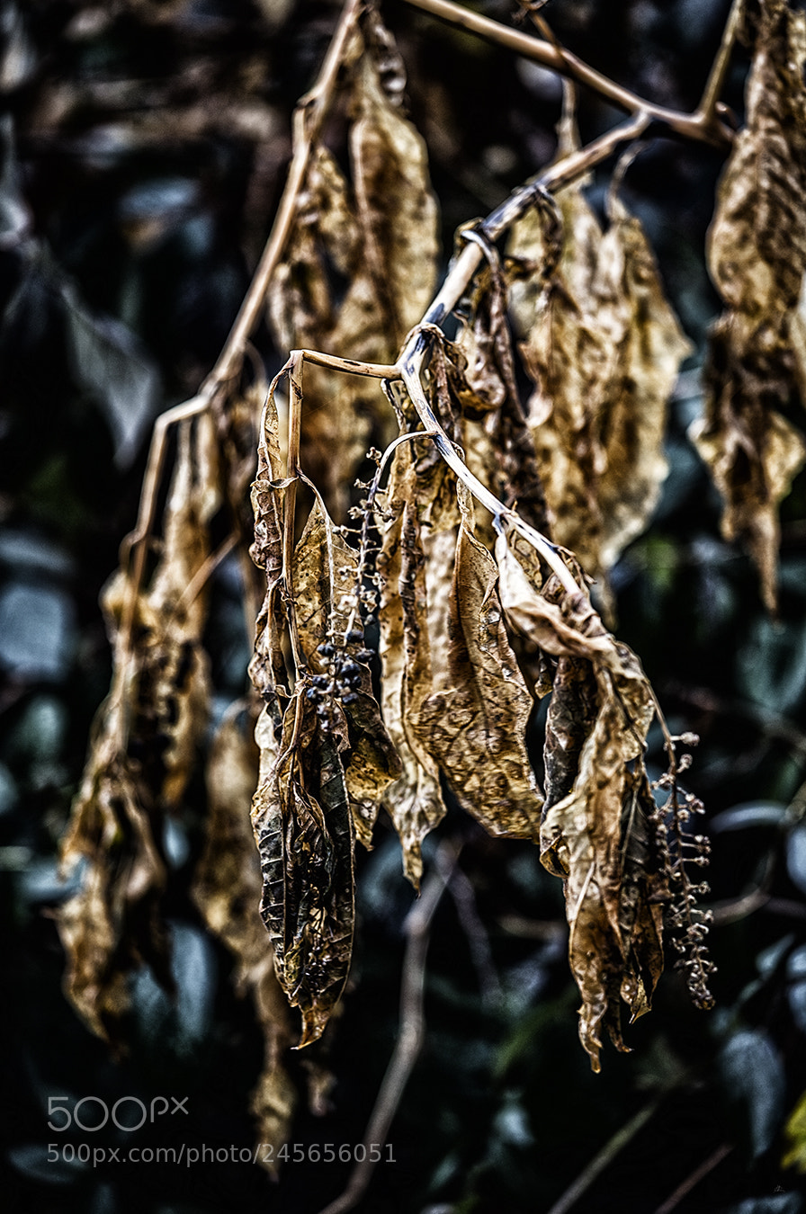 Canon EOS 5DS R sample photo. Still life dead photography