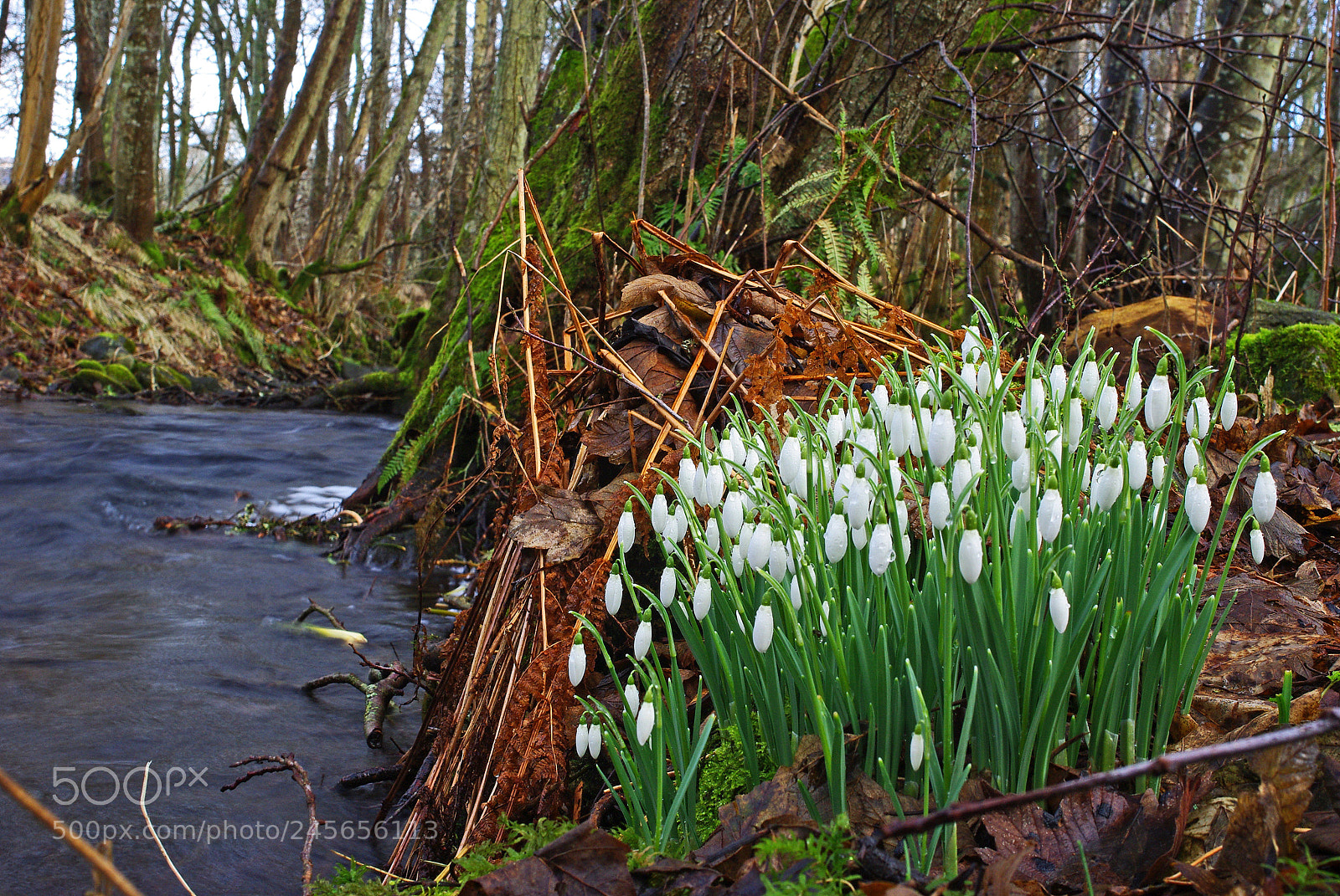 Pentax K200D sample photo. Snowdrop landscape photography